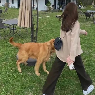 吸血鬼莱斯柏